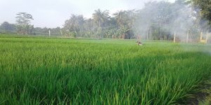 Petani sedang mengarah lahan sawahnya.