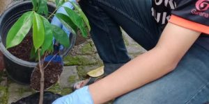 Tanam pohon