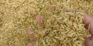 Harga Gabah Petani