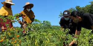 cara merawat tanaman cabe dengan baik
