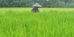 Ilustrasi petani lahan sawah.
