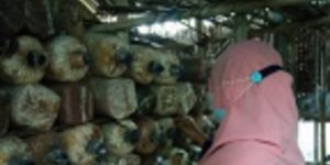 Basmi Tungau di Jamur Kuping dengan Biji Sirsak