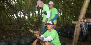 Budidaya Kepiting Gunakan Crab Ball Tingkatkan Hasil Panen