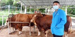 Ini Tips Memilih Hewan Kurban di Tengah Wabah PMK