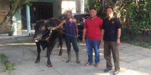 Idul Qur’ban 1443 H, UMBY Sembelih 6 Ekor Sapi