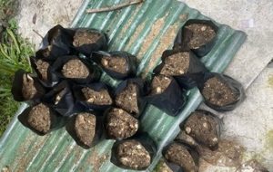 KKN 4 UMBY Manfaatkan Limbah Jamur Tiram sebagai Pupuk Organik