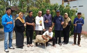 Dosen UMBY Perbaiki Produktivitas Domba dengan Permen Herbal