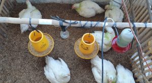 Dosen Peternakan UMBY Perbaiki Produktivitas Unggas Dengan Herbal