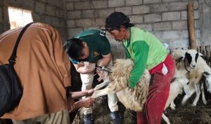 Dosen Peternakan UMBY Temukan Cara Tingkatkan Birahi Domba