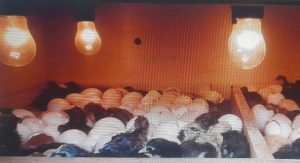 Dosen UMBY Dampingi Kelompok Ternak, Kembangkan Usaha Penetasan