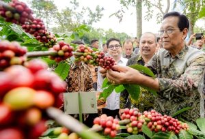 Pengembangan Kebun Kopi Bisa Jadi Daya Tarik Wisata