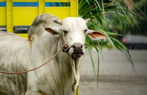 Si Bagong, Sapi Kurban dari Istana Menuju Wonokromo  