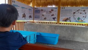 Misi Pulang ke Laut, Melepasliarkan Tukik Penyu