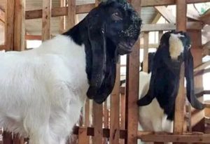 Bersama UPSI dan Walailak University, UMBY Perkuat Riset Bioekonomi Kambing PE